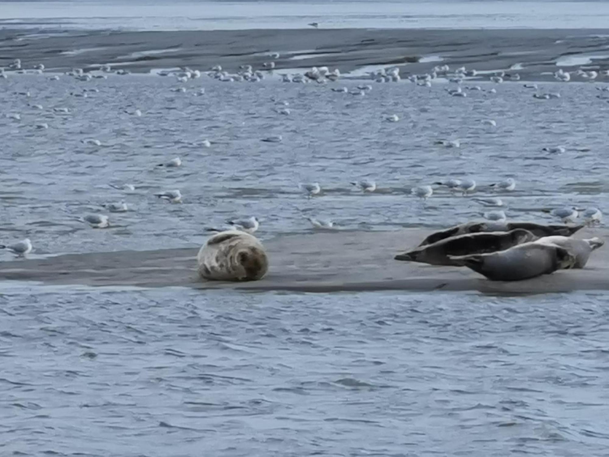 Amour Baie Berck Eksteriør bilde
